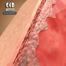 Skin Cross Section 3d Model Ad Cross Skin Model Section Skin Model Boyfriend Crafts Model