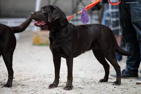 .zwei rüden suchen ein liebevolles zuhause! Die Apportierhunde Sind Gezuchtet Um Erlegtes Wild Zu Suchen Der Club Fur Alle Rassehunde E V Deutschland Car E V