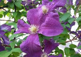 Maybe you would like to learn more about one of these? Clematis Old Man S Beard Essential Care Tips Mygarden Com
