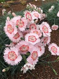 The leaves are also edible. Pin On Garden Flowers