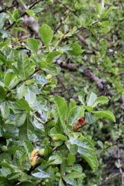 Image result for Commiphora pteleifolia
