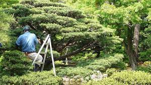 Japanese Niwaki Tree Pruning Japan Garden Japanese Yard Tree Pruning