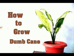 How To Grow Dumb Cane Indoor Plant Dieffenbachia Winter Care Tips Indoor Plants Plants Bonsai Care