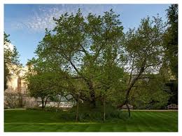The everbearing mulberry is a shrubby fruit tree from the fig family that's native to america. Milton S Mulberry Tree Christs College Cambridge