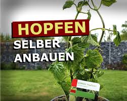 Hopfen lässt sich auch als zierpflanze anbauen, entweder im garten oder im pflanzgefäß auf dem balkon sowie auf der terrasse. Hopfen Selbst Anbauen Los Geht S Malzknecht De