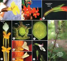 Image result for Pedaliaceae