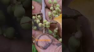 Image result for Embelia welwitschii