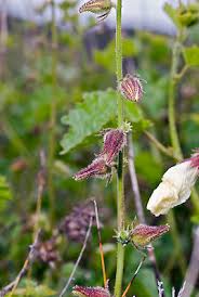 Image result for Hibiscus diversifolius