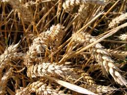 Farine De Kamut Definition Et Recettes De Farine De Kamut Supertoinette
