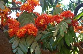 The bark of the ashoka plant is used to prepare cosmetics that help to improve skin complexion. Tree Saga The Sita Ashoka Tree How To Plant Ashoka Tree Saraca Asoca