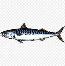 Mackerel Atlantic Mackerel Png Image With Transparent Background Toppng Atlantic herring fish pollock atlantic mackerel, shoal of fish png clipart.
