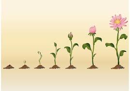 Growing Flower Vectors 137724 Animals Free Download Flower Drawing Plant Illustration Growing Flowers