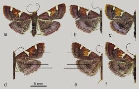 Image result for Pyralis cardinalis