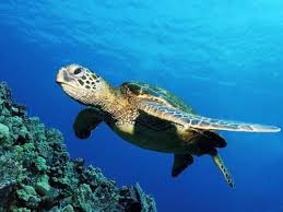 Can turtles live up to 100 years? How Long Do Sea Turtles Live In The Wild Sea Turtles Life Span