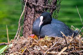 A bird nest can be found whilst cutting most types of trees, including ent trunks. When Is Removing Birds Nests Okay