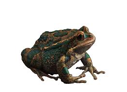 Correct spelling for amphibians is amfˈɪbi͡ənz, amfˈɪbi‍ənz, a_m_f_ˈɪ_b_iə_n_z Toads Frogs Amphibians Free Image On Pixabay