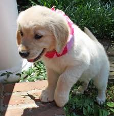 May 04, 2021 · of the resources found online, a tutorial found on childmade was the dog bandana template i chose (with slight modifications) to make a bandana for dogs. Sophie The Golden Retriever Golden Retriever Cute Little Puppies Cute Dogs And Puppies