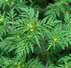 Ragweed is worse when nights are cool and days are warm and dry. All About Ragweed Allergy Signs Symptoms And Avoidance