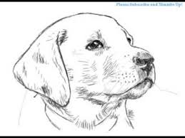 Drawing labradors amazing drawings i made i will soon be a artist. Cute Dog Drawing Realistic Easy Novocom Top