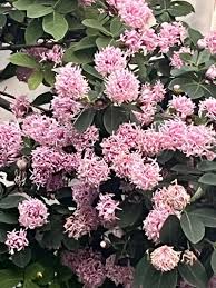 Image result for Dais cotinifolia