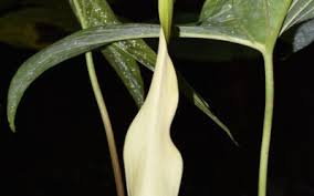 Image result for Caesalpinia cassioides