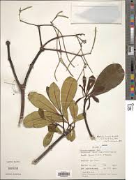 Image result for Landolphia bruneelii