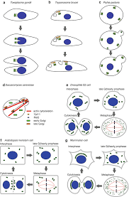 Glycosaminoglycans, which are found in the extracellular matrix of the animal cells are also synthesized in the golgi apparatus. Golgi Apparatus Springerlink