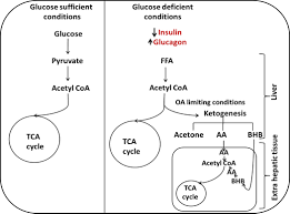 Carb restrict→ ↓glucose→ ↓insulin:glucagon ratio→ ↓glycogen→ ↑ketones. Hyperketonemia And Ketosis Increase The Risk Of Complications In Type 1 Diabetes Abstract Europe Pmc