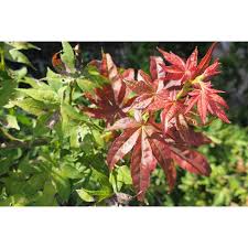 Maybe you would like to learn more about one of these? Jc Raulston Arboretum
