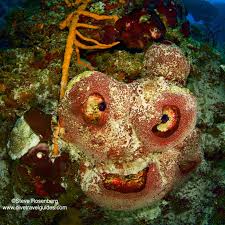 Image result for Angraecopsis gracillima