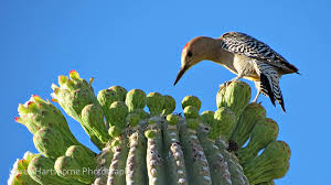 It was officially adopted on march 16, 1931, although some have previously thought it was 1973. Saguaro Cactus Flowers Are Blooming In Tucson Arizona Birds Are Loving It Arizona Bird Watcher