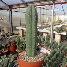 Quick and easy method for growing the san pedro cactus from seeds, without sterilizing the soil. Trichocereus Pachanoi Uhlig Kakteen More Than 5 000 Different Species