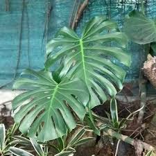 Buy Fensterblatt Monstera Deliciosa Plant Online In India Plantdecors