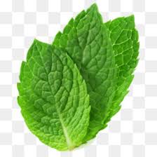 cartoon peppermint png free cartoon peppermint png transparent images 156085 pngio cartoon peppermint png free cartoon