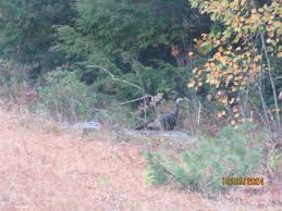 Today's wildlife pictures: Turkey,...