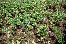 Image result for Vinca major