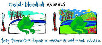 Kid S Corner Warm Blooded And Cold Blooded Animals Cold Pet Care