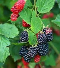 Mudas Frutíferas (Nativas e Exóticas) - Frutabella