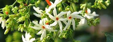 It does well in partial to full sun but is sensitive to temperature extremes, so place it in a location filtered from intense sun and protected from damaging freezes, if necessary. Parijat Flower