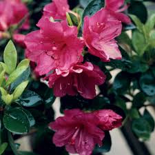 Encore azaleas, through further testing, are quite tolerant of direct sunlight. Encore Azalea 1 Gal Autumn Royalty Encore Azalea Shrub With Purple Flowers 80551 The Home Depot