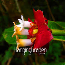 Image result for Psychotria hypsophila