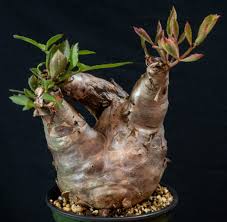 Image result for Cyphostemma