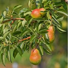 Our asian pear varieties can also be used as pollinators. Buy Bare Root Ayers Pear Trees Pyrus Communis Chief River Nursery Chief River Nursery