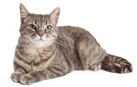 Pictures and stories about cute ginger cats. Fascinating Facts About Domestic Shorthair Cats Cat Appy