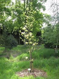 Image result for magnolie sunsation