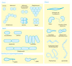 methods of classifying and identifying microorganisms