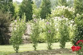 Purple Pillar Rose Of Sharon Hibiscus Syriacus Rose Of Sharon Bush Rose Of Sharon Garden Services