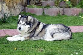 1 alaskan malamutes are much larger than siberian huskies when you compare the two breeds. Caring For An Alaskan Malamute In The Summer Malamute Dog Malamute Puppies Giant Alaskan Malamute