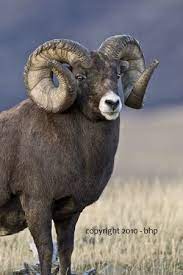 Bighorn Photography By Joey Olivieri Animals Animals Beautiful Animals Wild