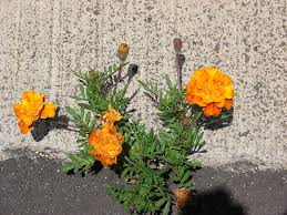 Image result for Tagetes erecta
